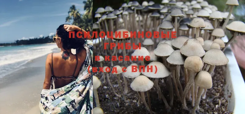 Галлюциногенные грибы Psilocybe  купить  сайты  Астрахань 