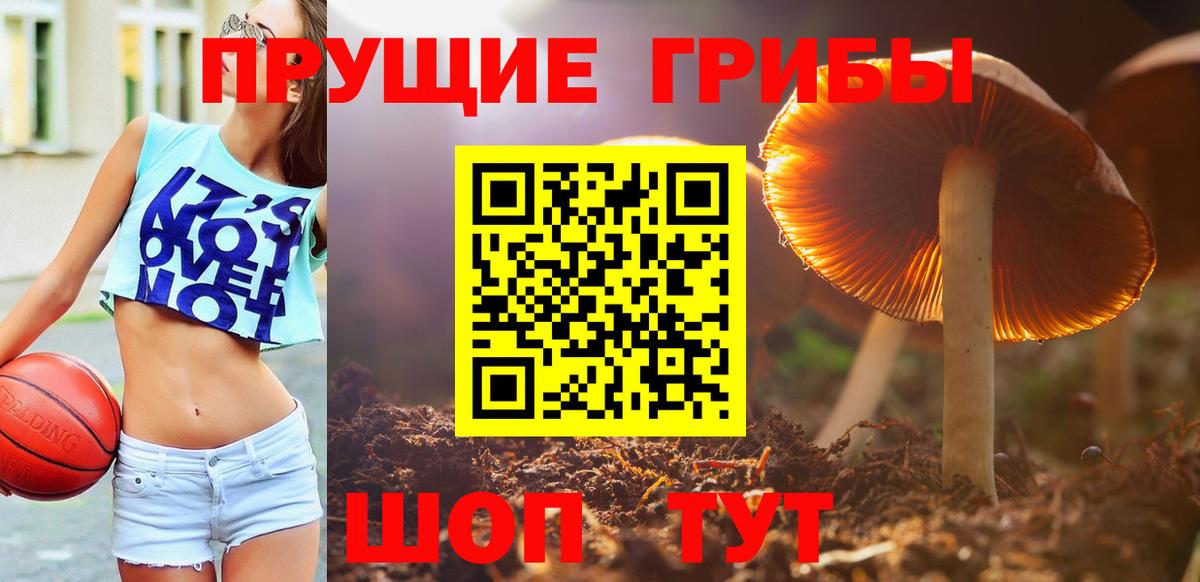Галлюциногенные грибы Psilocybe  Астрахань 